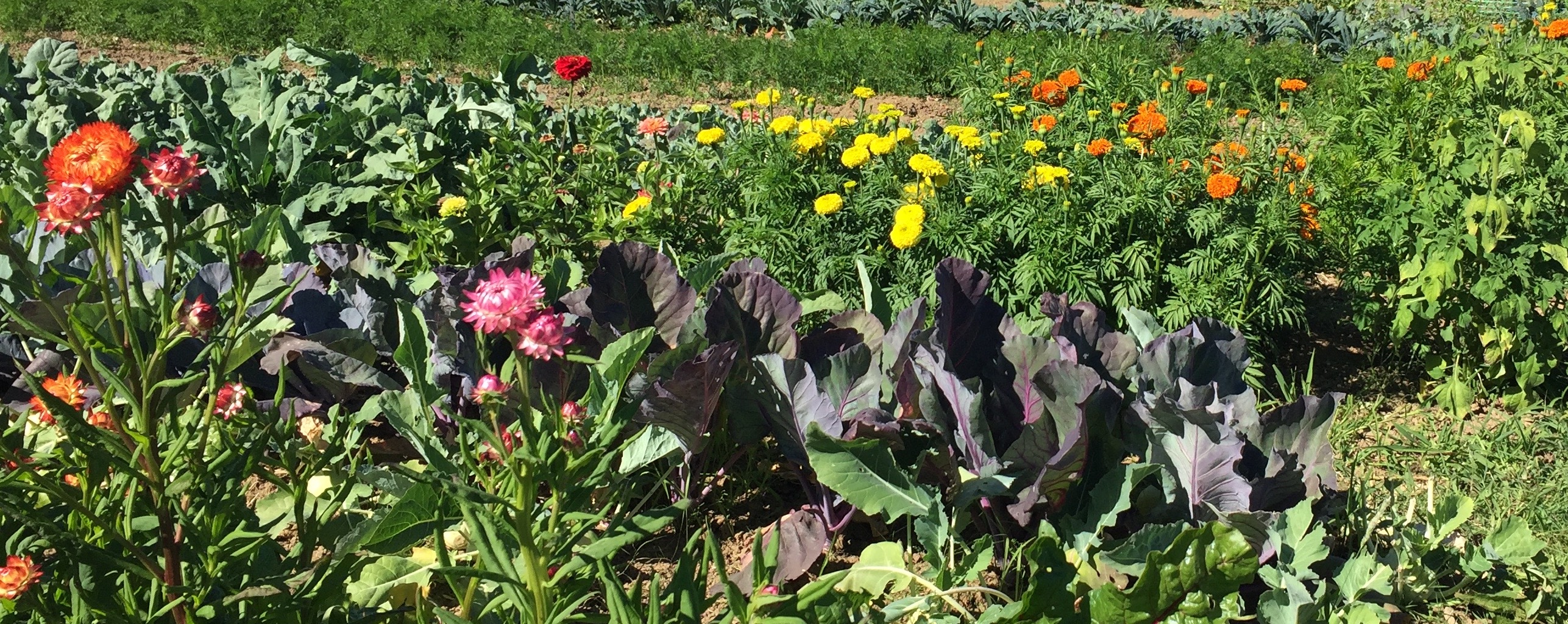 what-is-biodynamics-biodynamic-association